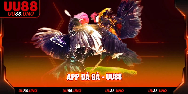 Quy trình cài đặt app đá gà trên di động